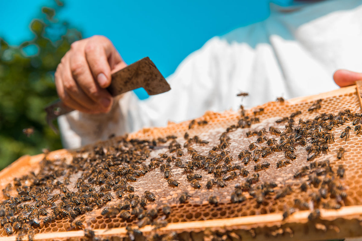 honey bees wooden bee hive high quality photo