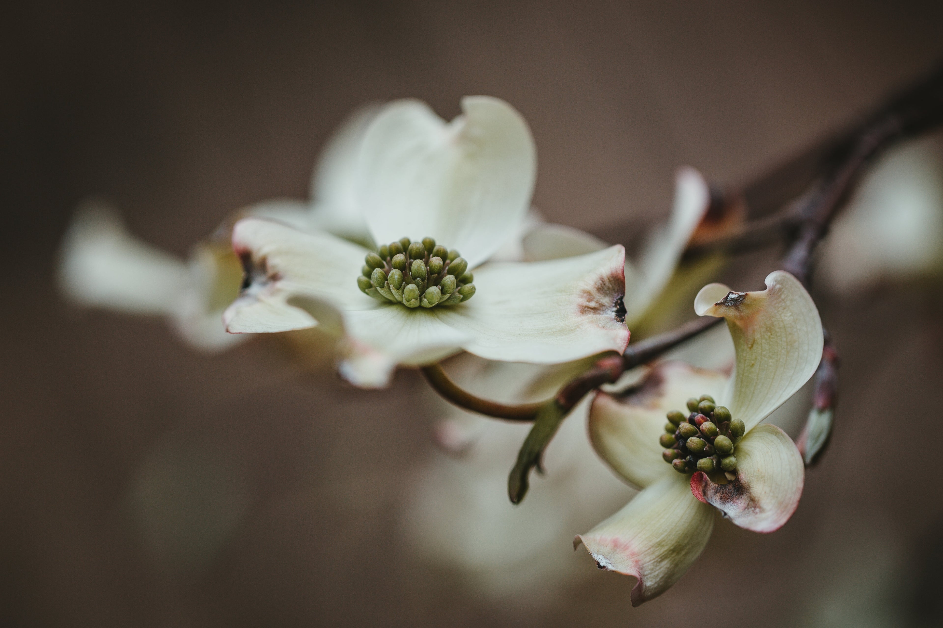 Close-up of Jarrah tree flower used to produce Australian Jarrah honey