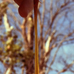 Honey dripping