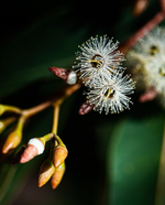 Jarrah Flower