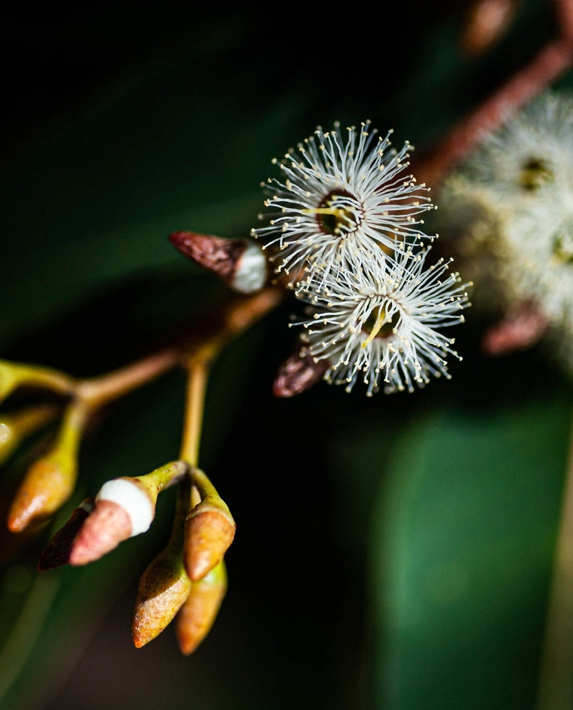 Jarrah Flower
