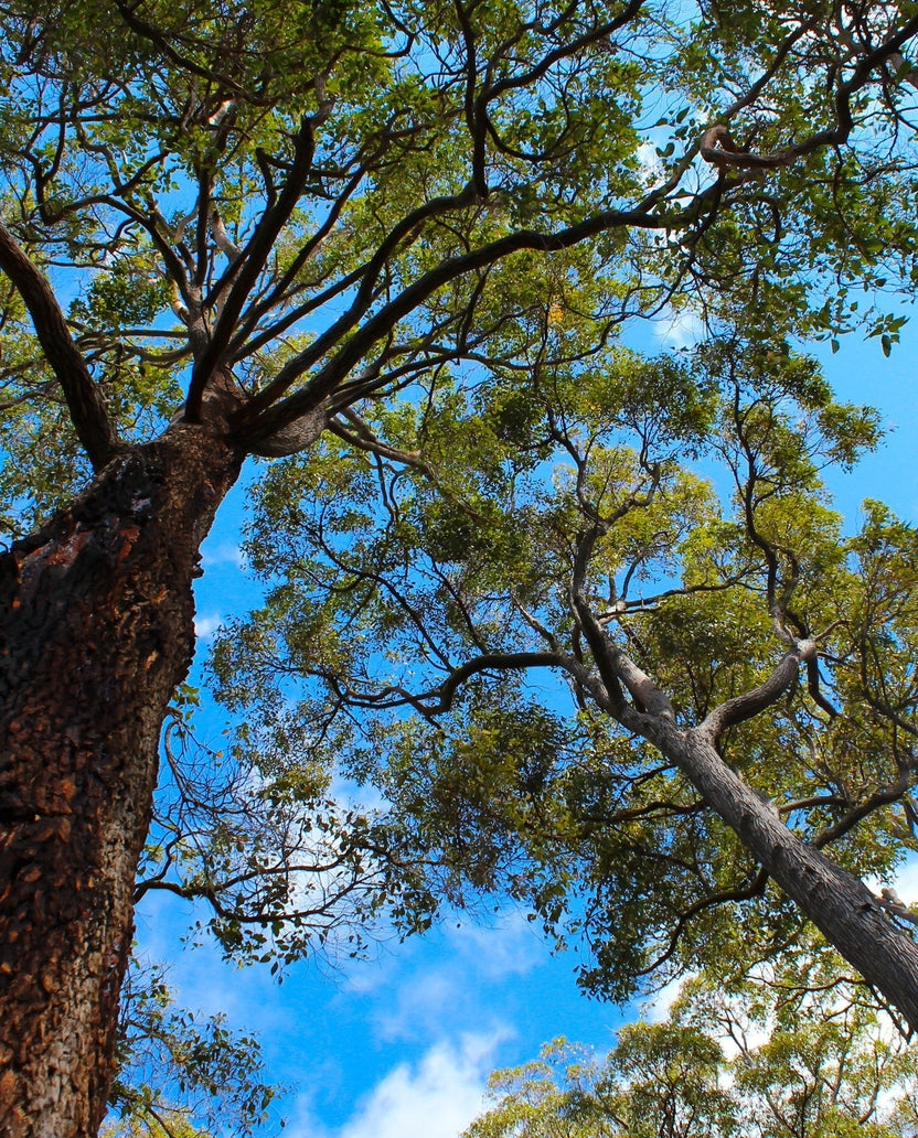 Jarrah Trees