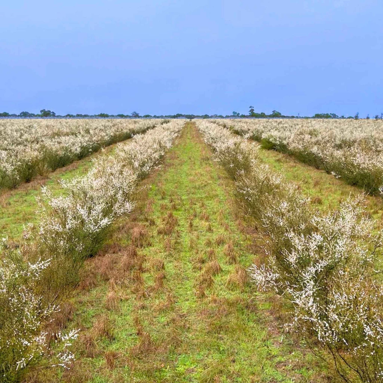 Manuka Flower Field