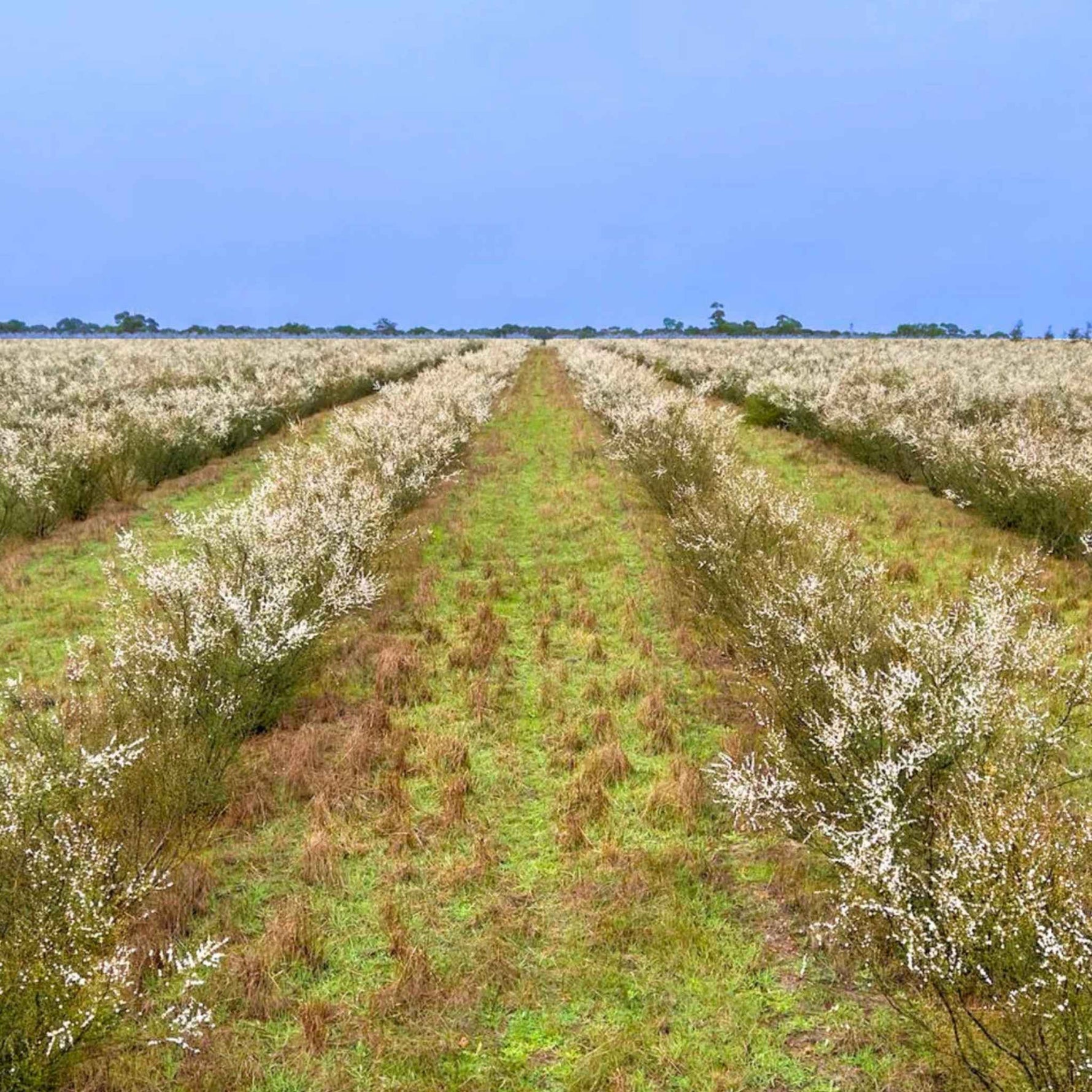 Manuka Flower Field