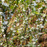 Manuka flowers